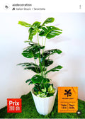 Artificial Monstera Deliciosa Plant – Medium (1m)