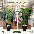 عرض التوفير الفاخر: شجرتان من نباتات الزينة المودرن (شجرة الموز الاستوائية + شجرة زهور الكالا) - ارتفاع 1.7 متر