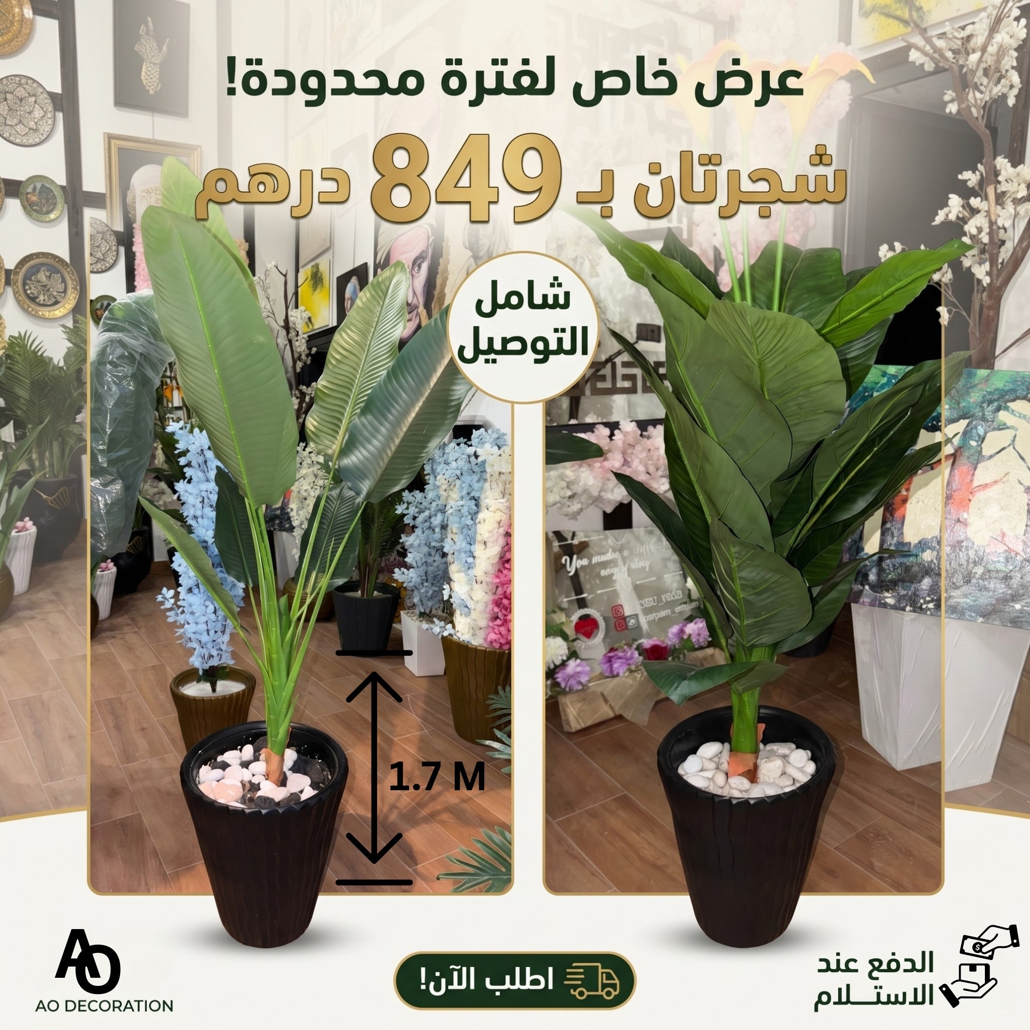 عرض التوفير الفاخر: شجرتان من نباتات الزينة المودرن (شجرة الموز الاستوائية + شجرة زهور الكالا) - ارتفاع 1.7 متر